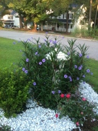 Flowers in a Yard